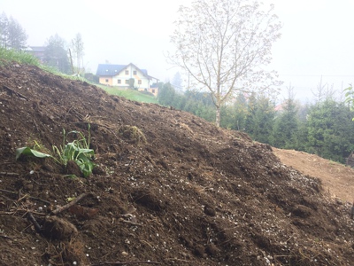 Der Wiener Bärlauch hat sein neues zu Hause gefunden