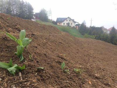 Bayrischer Bärlauch