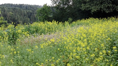 Der Senf blüht und die ersten Früchte des Gartens sind schon reif!