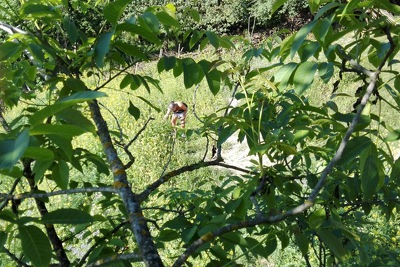 Zum ersten Mal durften wir die Wege im Wildgarten mit der Sichel freischneiden!