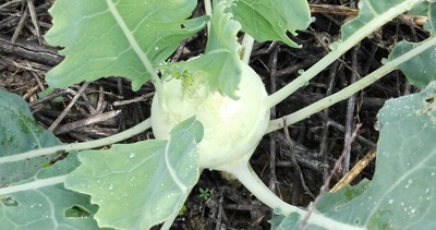 kohlrabi 09. September 2017 - Wir haben wieder reichlich geerntet: Kohlrabi, Tomaten, Fleischtomaten, Zucchini, Melanzani, Melotria...