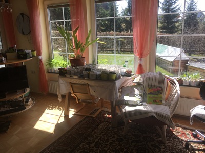 Das Wohnzimmer wurde für ein paar Wochen zum Gewächshaus umfunktioniert.