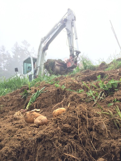 Der Bagger, der Kartoffel erntet