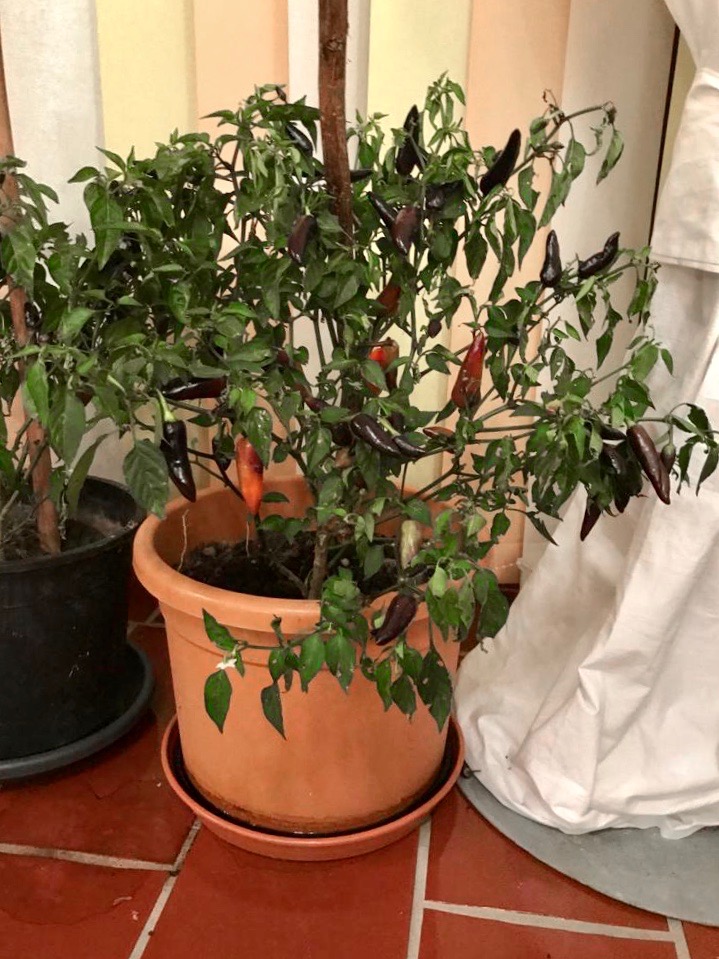 chillibaum